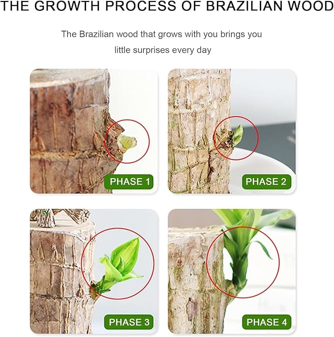 Brazilian Lucky Wood, Brazil's Lucky Tree Doesn't Need to Wait to Sprout, Hydroponic Stump for Purifying Indoor Air, Office Desk Decorations Plant Pot (C)