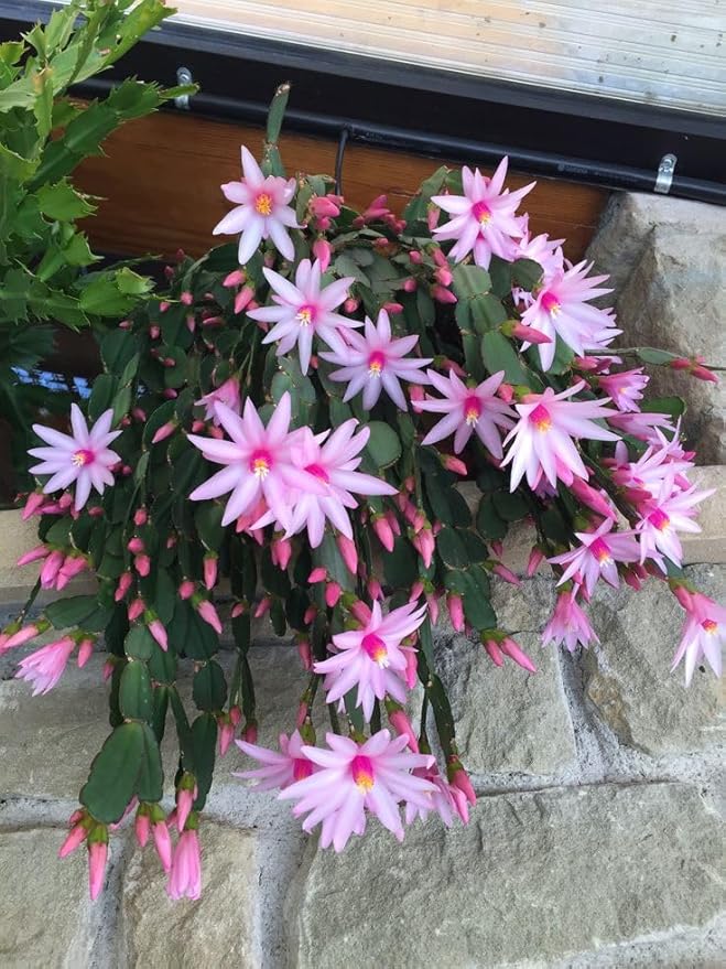 Easter Cactus Plants Live, Easter Cactus - 4 to 6 Inch Tall Houseplant Succulent Cactus Flower Plants, No Pot (Light Pink Flowers)