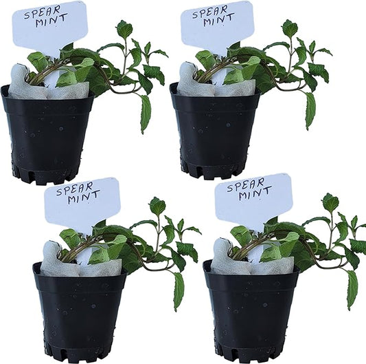 Spearmint Plants. Live, Fragrant, Fresh, Edible. Easy Grow. Indoor/Outdoor. (4 Mint Cups)