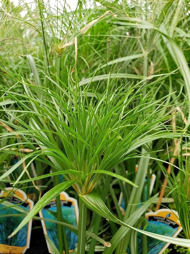 Nile Queen Papyrus | 20 Live Plants | Cyperus Shade & Wet Tolerant Aquatic Foliage