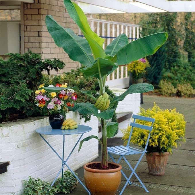 Grand Nain Banana Tree Live Plant, Cold Hardy Banana Plant Live, Tropical Banana Fruit Seedling, Well Rooted 4-8 Inch Tall