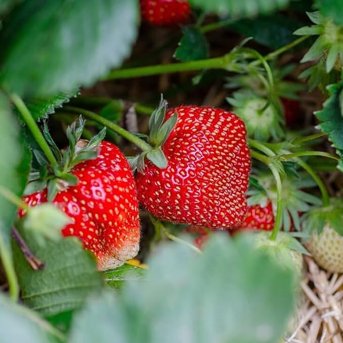 Ozark Beauty Everbearing Strawberry Plants - Sweet, Wedge-Shaped Berries - Bare Root Strawberry Plants from Hand Picked Nursery (50)