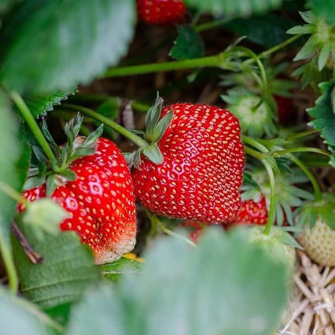 Ozark Beauty Everbearing Strawberry Plants - Sweet, Wedge-Shaped Berries - Bare Root Strawberry Plants from Hand Picked Nursery (15)