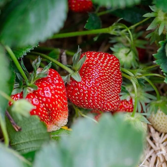 Ozark Beauty Everbearing Strawberry Plants - Sweet, Wedge-Shaped Berries - Bare Root Strawberry Plants from Hand Picked Nursery (15)