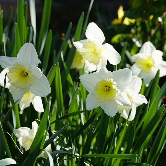 White Lion Daffodil Flowers- 10 Bulbs - Large Narcissus Blooms Crisp White Petals and Ruffled, Bi-Colored Yellow Centers - Spring Blooming Easy Growing Garden Perennials | Attracts Bees & Butterflies
