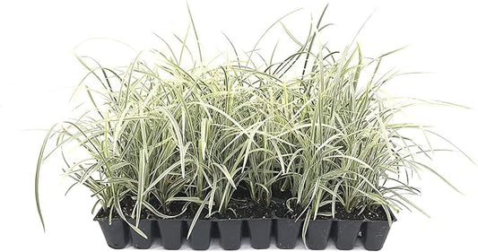 Aztec Grass - 30 Live Plants - Variegated Liriope - Ophiopogon Intermedius Argenteomarginatus