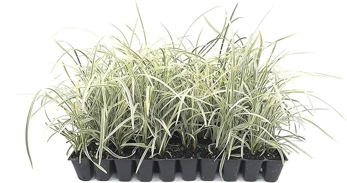 Aztec Grass - 20 Live Plants - Variegated Liriope - Ophiopogon Intermedius Argenteomarginatus