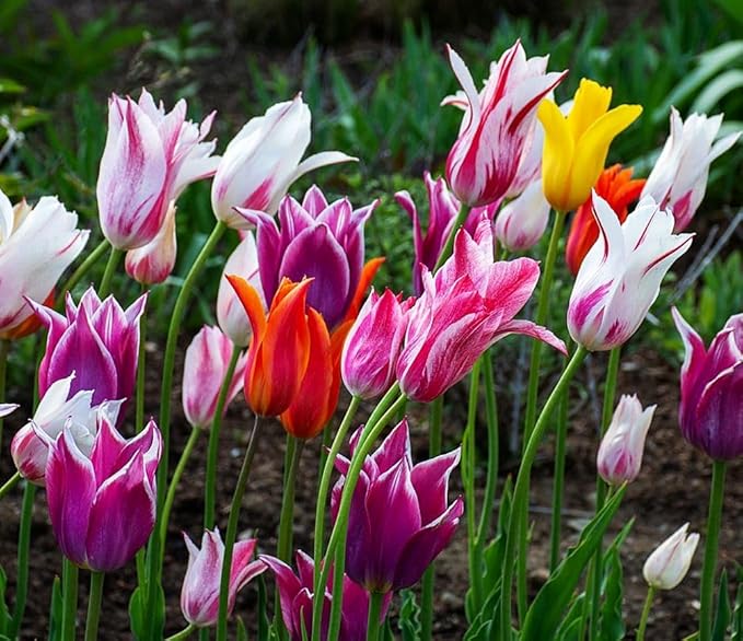 Tulips Lily Flowering Mixture Tulip Pink Red White Yellow Plant Bulbs Spring Flowering Gardens Size 12+ (50, Lily Flowering Mixture)