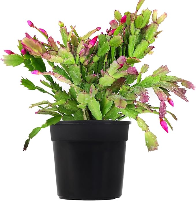 Christmas Cactus Thanksgiving Cactus (6 inch + Plastic Pot) - Red/Pink/White Zygocactus - Holiday Decorating with Cacti and Succulents - Christmas Gift Ideas 2025