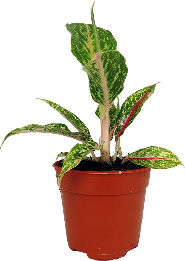 Night Sparkle Chinese Evergreen Plant - Aglaonema - 4" Pot - Collector's Series