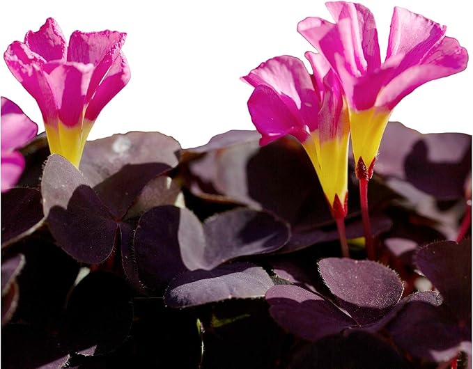 Easy to Grow Oxalis 'Garnet' Plant Bulbs (10 Pack) - Dark Purple Foliage & Pink Flowering Blooms in Summer Gardens