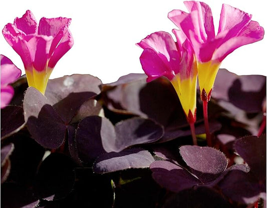 Easy to Grow Oxalis 'Garnet' Plant Bulbs (10 Pack) - Dark Purple Foliage & Pink Flowering Blooms in Summer Gardens
