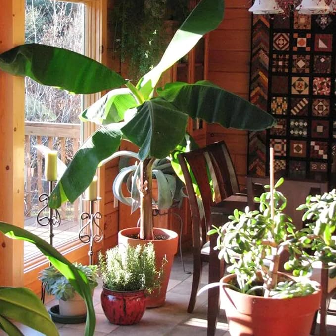 Dwarf Cavendish Banana Tree Live Plant, Cold Hardy Banana Plant Live, Tropical Banana Fruit Seedling, Well Rooted 4-8 Inch Tall