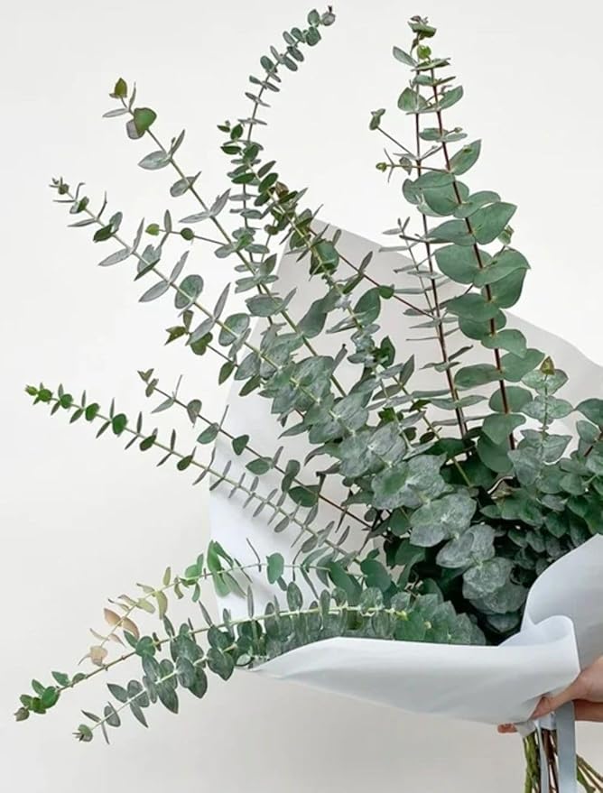 Eucalyptus Plant, Starter Eucalyptus Plant Live in 2.5" Pot, Cold Hardy, Fragrant Foliage, Ready to Grow Indoor Outdoor (Baby Blue Eucalyptus)
