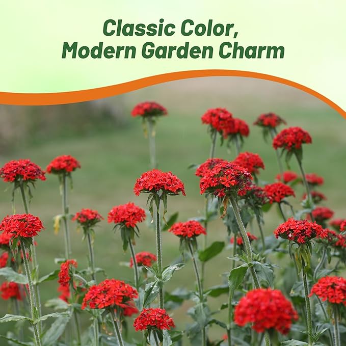Outsidepride Chalcedonica Lychnis Seeds - 10000 Pcs Perennial Flower Seeds with Long Blooming Season & Attractive to Pollinators, Easy to Propagate for Borders, Containers, or Cottage Gardens