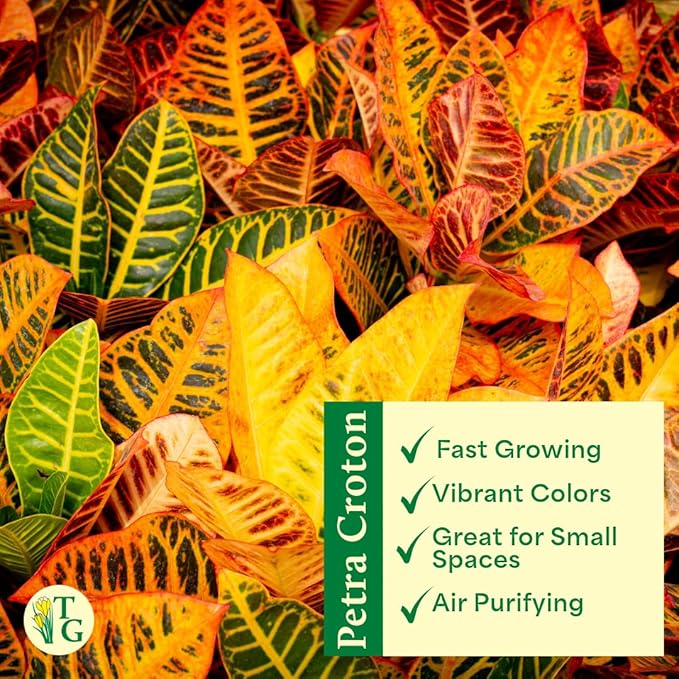 Thorsen's Greenhouse Live Petra Croton Plant, Codiaeum Variegatum, Colorful Foliage, Live Indoor Houselant (Sage, 4-inch Pot)