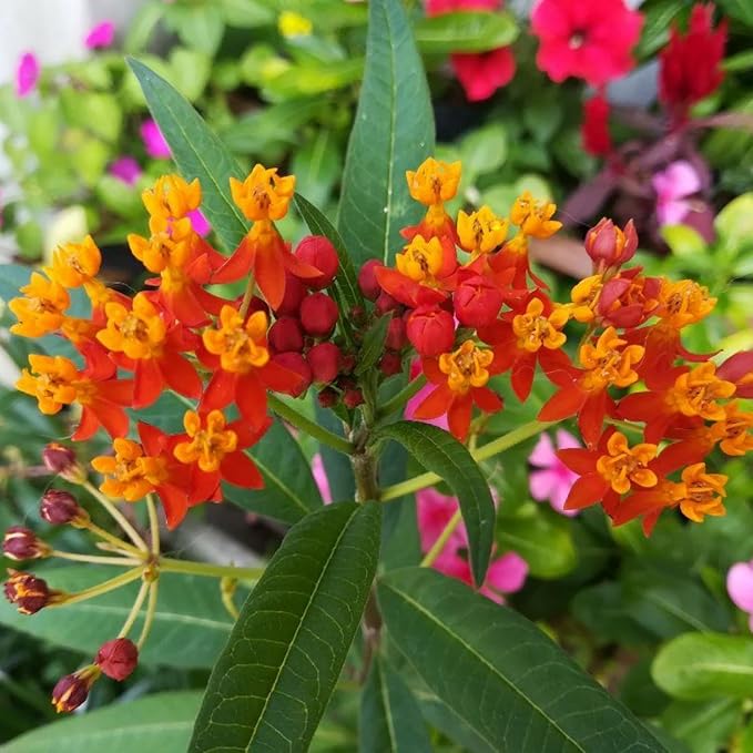 2 Milkweed Plants Live, Live Milkweed Plants, Asclepias Tuberosa Plant, 5 to 8 Inc Tall, Outdoors Gardening (Red)