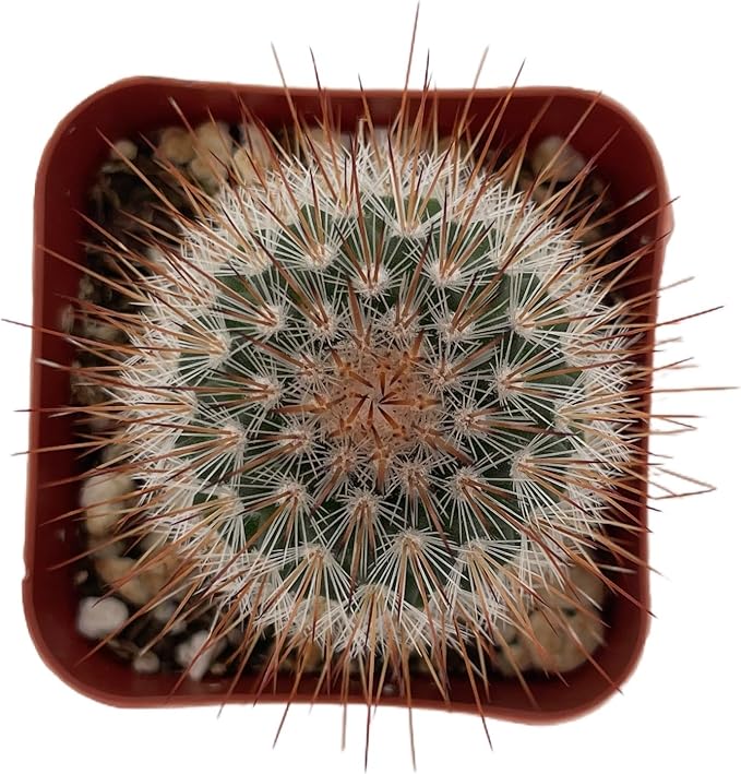 Sprout N Green Mammillaria rhodantha SSP. fera-rubra, Live Cactus Plant Fully Rooted in 2" Pots with Soil Mix, Houseplant for Indoor Outdoor Home Office Décor