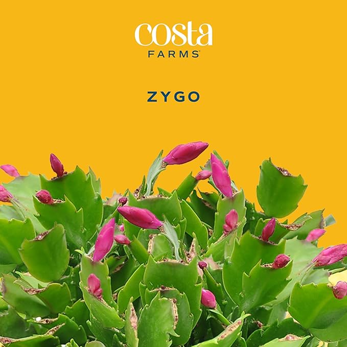 Costa Farms Christmas Cactus Live Plant in Holiday Decorative Plant Pot, Easy to Maintain Flowering Indoor Houseplant, Home, Room, or Office Decor, House Warming or Birthday Gift, 4-10 Inches Tall