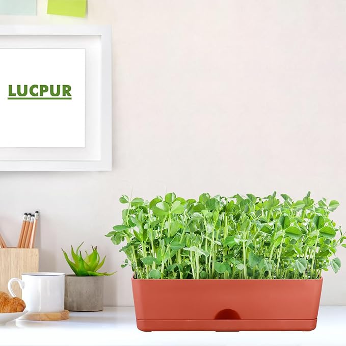 6-Pack Large Window Boxes16 Inch Rectangle Plant Box Rectangular Planters for Outdoor and Indoor Plants Plastic Windowsill Plant Pots for Herbs Vegetable Flowers Long Window Sill Planters