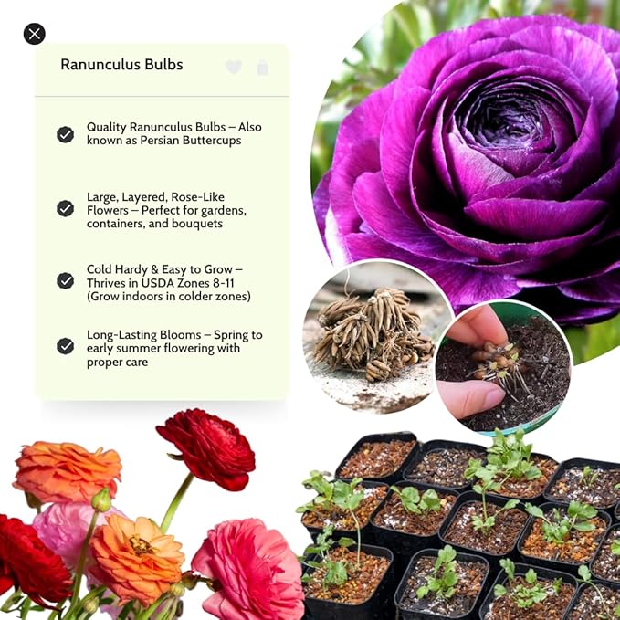 Ranunculus Bulbs for Planting, 25 Purple Ranunculus Bulbs for Fall Planting, French Peony Ranunculus Corms Bulk Ranunculus Flowers Buttercups, Butterfly Ranunculus Bulbs to Grow