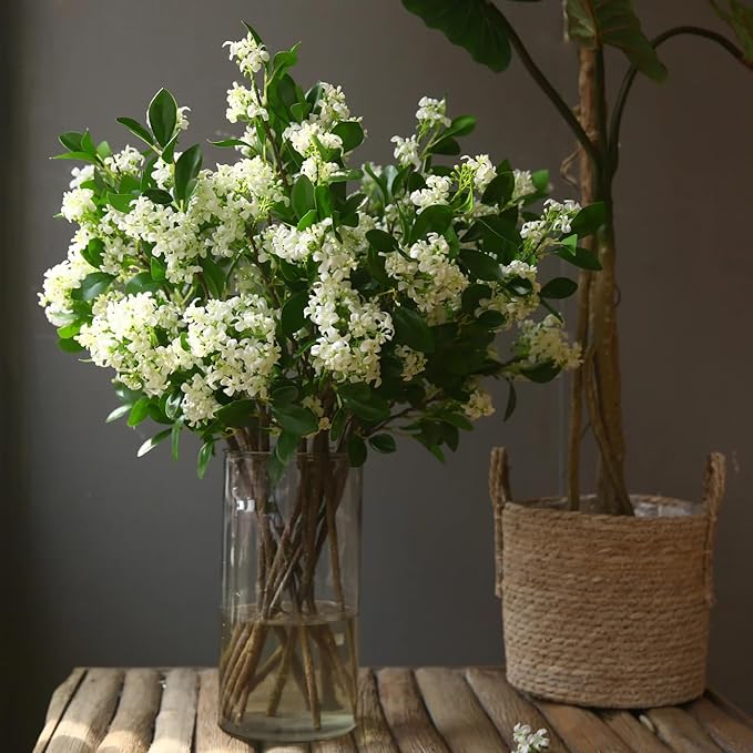 Night Blooming Jasmine Live Plant - Cestrum Nocturnum. Fragrant Flowering Shrub for Garden, Patio or Window (2 ngt.jas Cups)