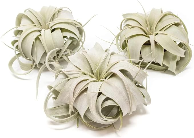 Air Plant Shop 6 Pack Mini Tillandsia Xerographica- Wholesale and Bulk - Succulents - Live Tillandsia - Easy Care Indoor and Outdoor House Plants