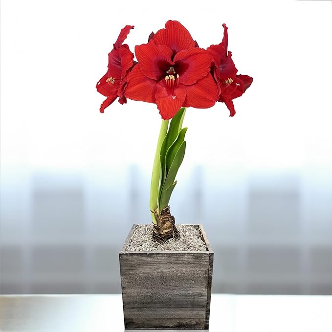 Easy to Grow Amaryllis Ferrari Red - 1 Planted Flower Bulb in a Natural Wood Square Gift, Blooms Indoors for Holidays in 4 to 8 Weeks