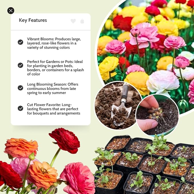 30 Ranunculus Bulbs for Fall Planting, Butterfly Ranunculus Corms, Peony Ranunculus Flower Bulbs for Garden, Vibrant Blooms in Spring (Mixed Ranunculus)