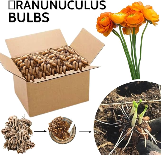 30 Ranunculus Bulbs for Fall Planting, Butterfly Ranunculus Corms, Peony Ranunculus Flower Bulbs for Garden, Vibrant Blooms in Spring (Orange Ranunculus)