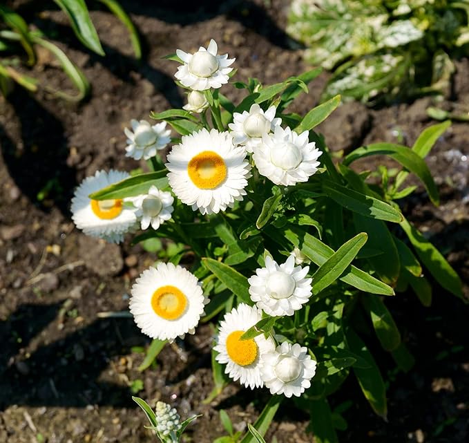 White Bracteatum Seeds for Planting - 1000 Bracteatum Seeds White Flower Seeds for Outdoor Home Garden Flower Seeds Gardening Supplies