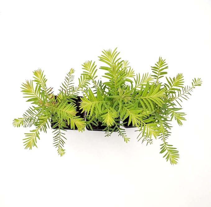 3 Coastal Redwood in 2.5” Nursery Cubes (Sequoia sempervirens) | Majestic Evergreen Tree for Shade, Privacy & Wildlife Support | Ready-to-Plant Live Starter Plants