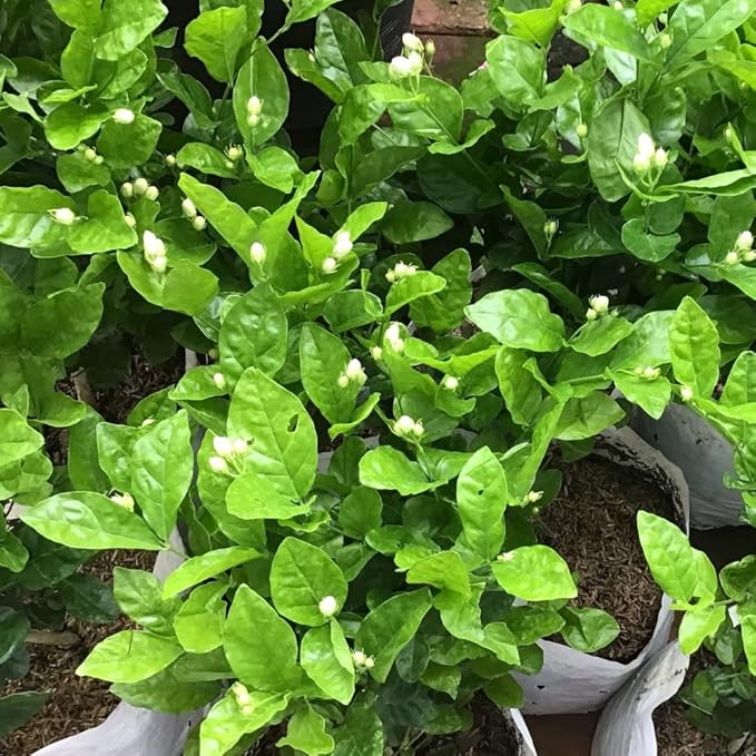Jasmine Plant - Pack 3 Mix Gardenia Jasmine Flower Plants, Size 4 to 6 Inch Tall, Fragrant Flowers Bloom Year Round, Indoors Outdoors Garden