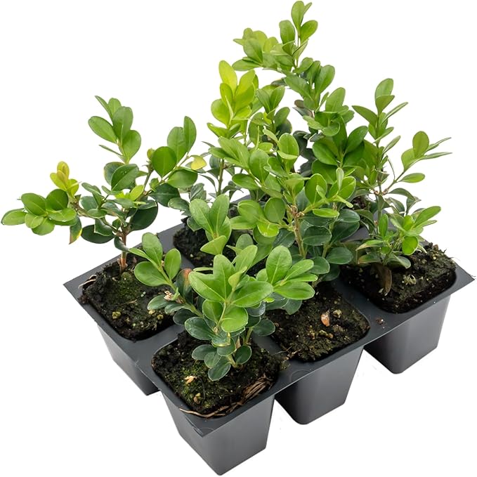 6 Winter Gem Boxwood in 2.5” Nursery Cubes (Buxus microphylla VAR. Japonica) | Evergreen Shrub for Hedges, Borders & Topiary | Ready-to-Plant Live Starter Plants