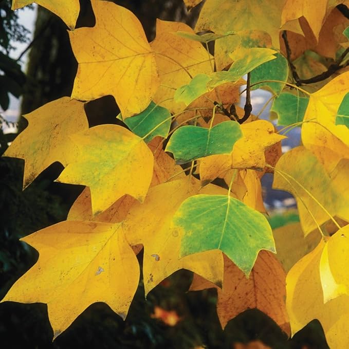Tuliptree (Liriodendron tulipifera) – 1 Gallon Potted – Fast-Growing Flowering Shade Tree | Arbor Day Foundation (Due to Agricultural Laws, Unavailable to CA or AZ)