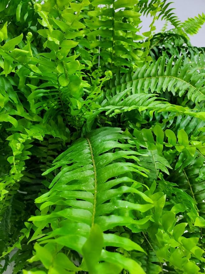 Live Boston Fern Hanging Basket Plant (10" Hanging Basket) - Overall Spread 25" to 30" - Tropical Plants of Florida