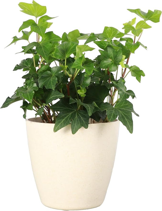 Thorsen's Greenhouse Live Green English Ivy Plant, Hedera Helix, Natural Air Purifier, Easy to Grow, Live Indoor Houseplant, 4" Diameter Pot (Natural)