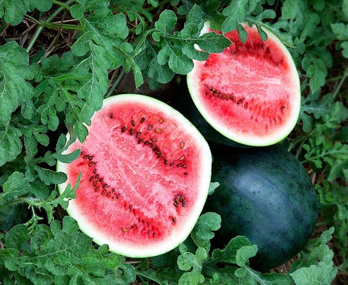 Watermelon Black Beauty Early Rare Giant Fruit Heirloom Organic Non-GMO