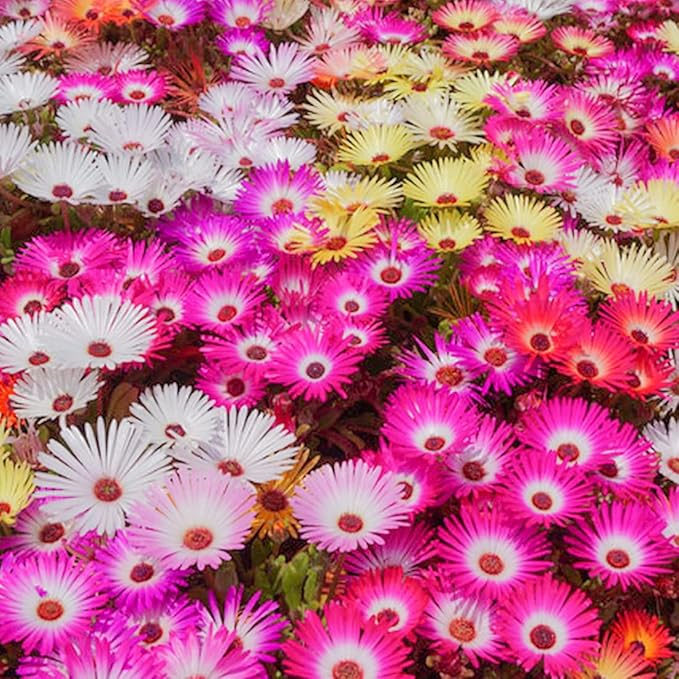 1000 X Mixed Lampranthus Spectabilis Seeds for Planting Easy to Grow Home Gardens Multicolor Wildflower Seeds Grow Coloured Garden Flowers Plants