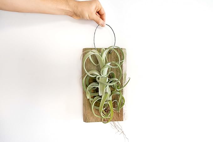 Air Plant Shop Tillandsia Curly Slim Mounted on Natural Cedar Plank - Wholesale and Bulk - Succulents - Live Tillandsia - Easy Care Indoor and Outdoor House Plants