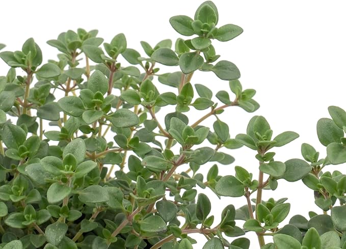 1 Live Lemon Thyme Plant (Thymus Citriodorus) – Aromatic Perennial Herb, Thriving in 4" Nursery Pot