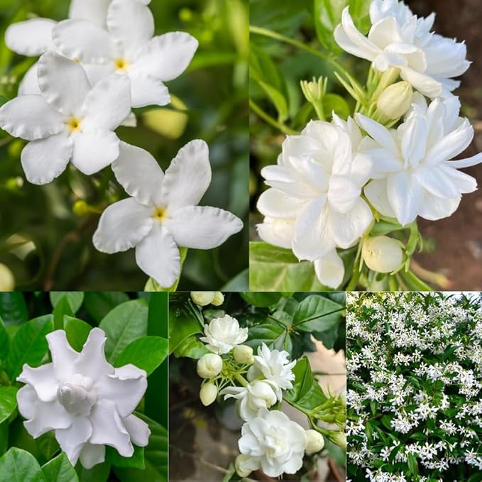 Jasmine Plant - Pack 3 Mix Gardenia Jasmine Flower Plants, Size 4 to 6 Inch Tall, Fragrant Flowers Bloom Year Round, Indoors Outdoors Garden