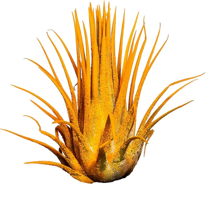 Air Plants - Tillandsia Ionantha - Organically Enhanced Color - Live Arrival Guaranteed - House Plants for Home Decor & Gift (Marigold 1pk)