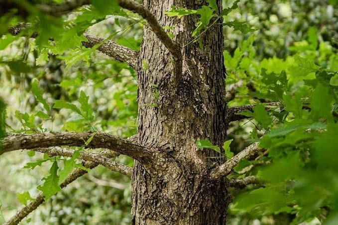 Overcup Oak Tree | 20 Live Seedlings | Quercus Lyrata | Ideal for Landscaping & Shade | Long-Lasting & Resilient Plant