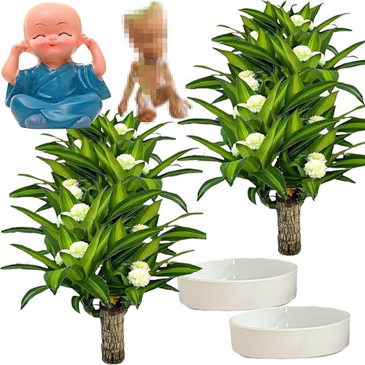 Brazilian Lucky Wood Plant, Brazilian Wood with Energy Crystals, Low-Light Office, Bedroom Decor, Home Good Luck Decor (Blue+Little People)