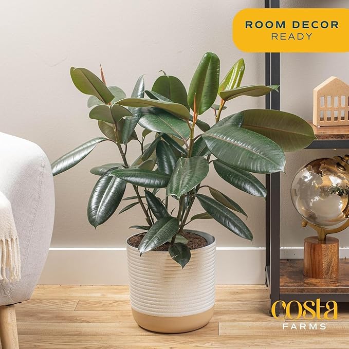 Costa Farms Burgundy Rubber Live Plant in Decorative Pot, Air Purifying Large Indoor Houseplant, Perfect for Home, Room, or Office Decor, Great House Warming or Birthday Gift, 2-3 Feet Tall