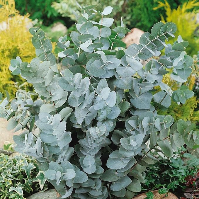 Eucalyptus Plant, Starter Eucalyptus Plant Live in 2.5" Pot, Cold Hardy, Fragrant Foliage, Ready to Grow Indoor Outdoor (Baby Blue Eucalyptus)