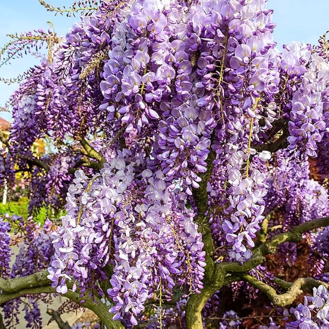 2 Purple Wisteria Trees Live Plants for Planting 6 to 12 Inch Tall, Purple Wisteria Plant Live to Grow, Wisteria Vine Live Plant for Planting, Fragrant Wisteria Flowers, in Pots