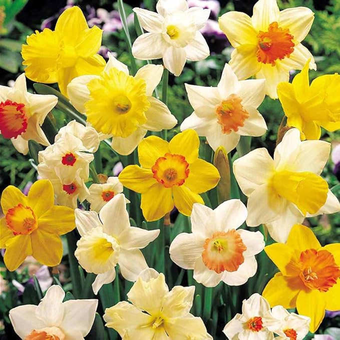 10 Daffodil Bulbs - Narcissus Assorted,Long Lasting~Trumpet Daffodil Mix Bulb