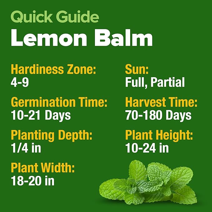 HOME GROWN Lemon Balm Seed Pack - 403 Non-GMO USA Heirloom Herbal Tea Seeds - Bulk Lemon Balm Seeds for Planting Gardens Indoors or Outdoors - Herb Seeds (Melissa officinalis)